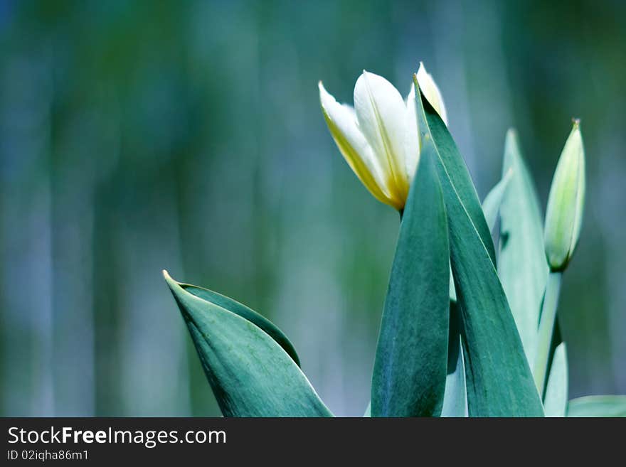 White spring a young tulip with green leaves