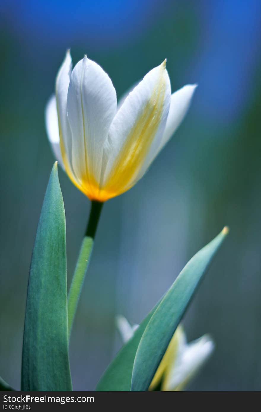 White spring a young tulip with green leaves