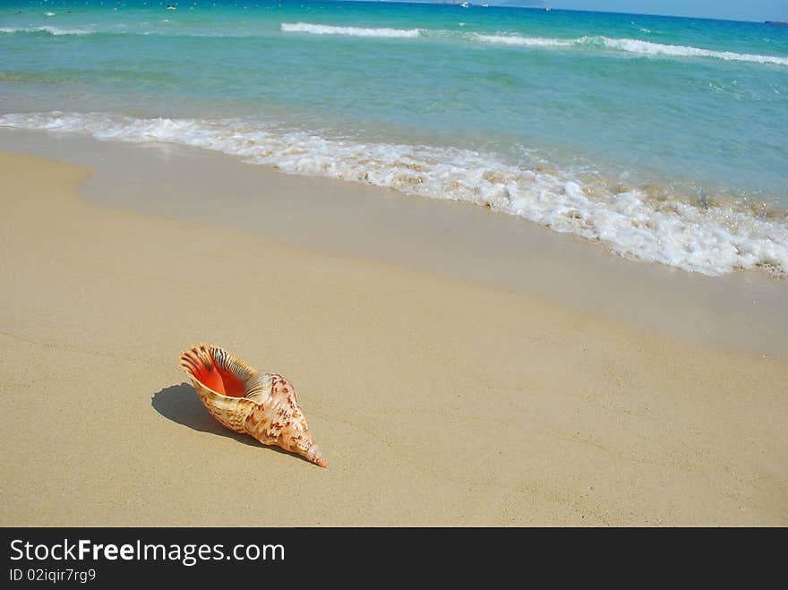 A conch shell on an exotic beach with the sea in the background