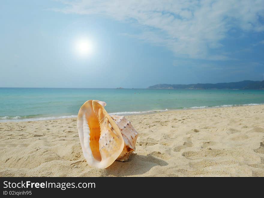 Conch on the beach of sand and sea background