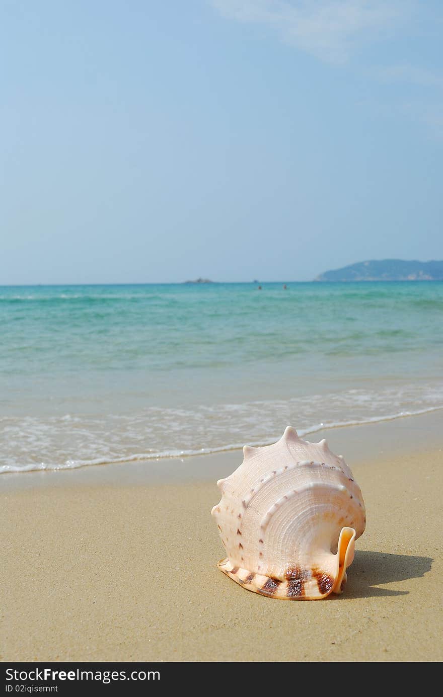 Conch on the beach of sand and sea background