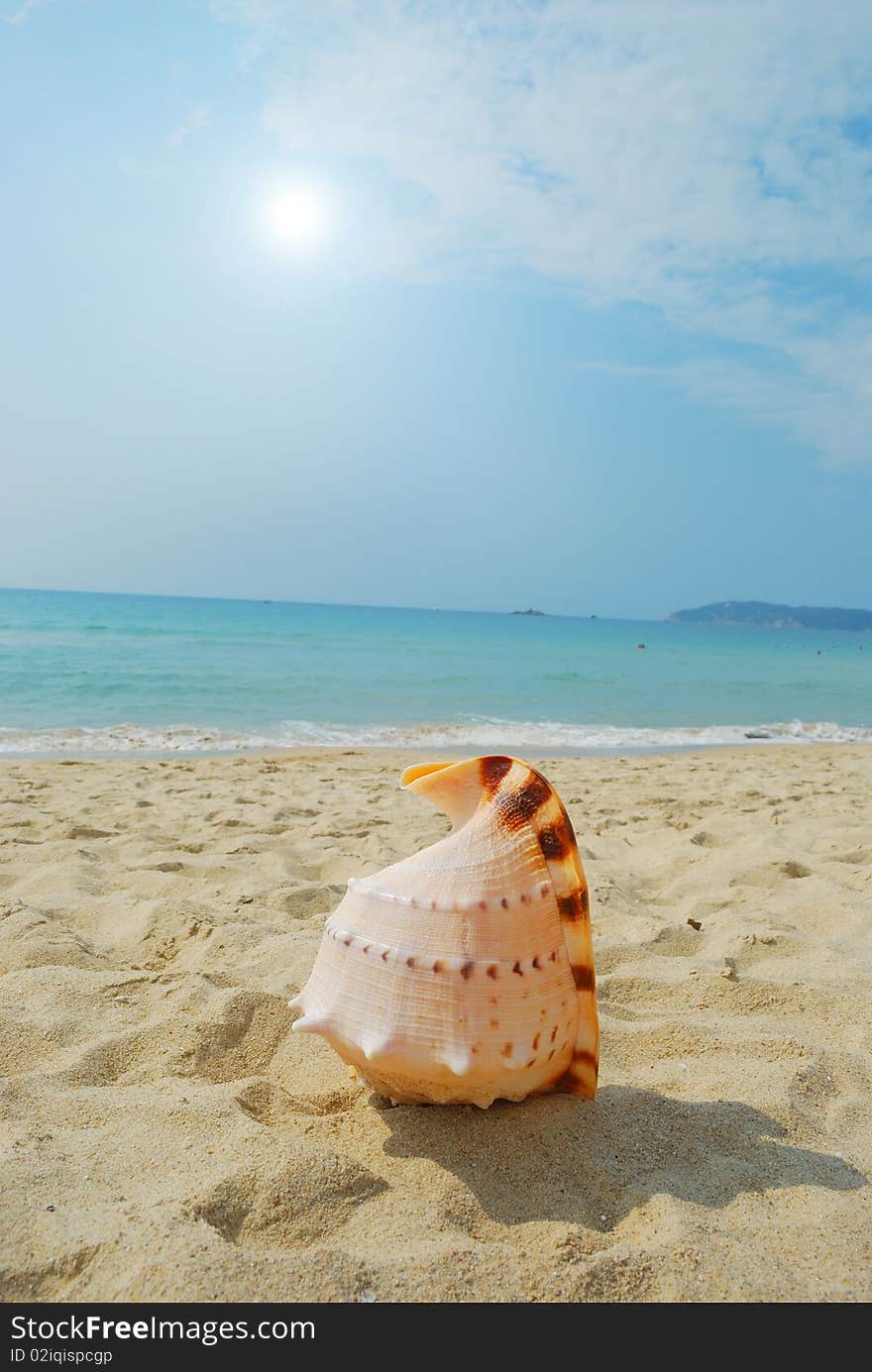 Conch on the beach of sand and sea background