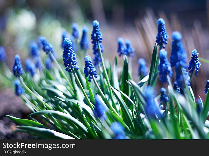 Spring young blue flowers on green stems