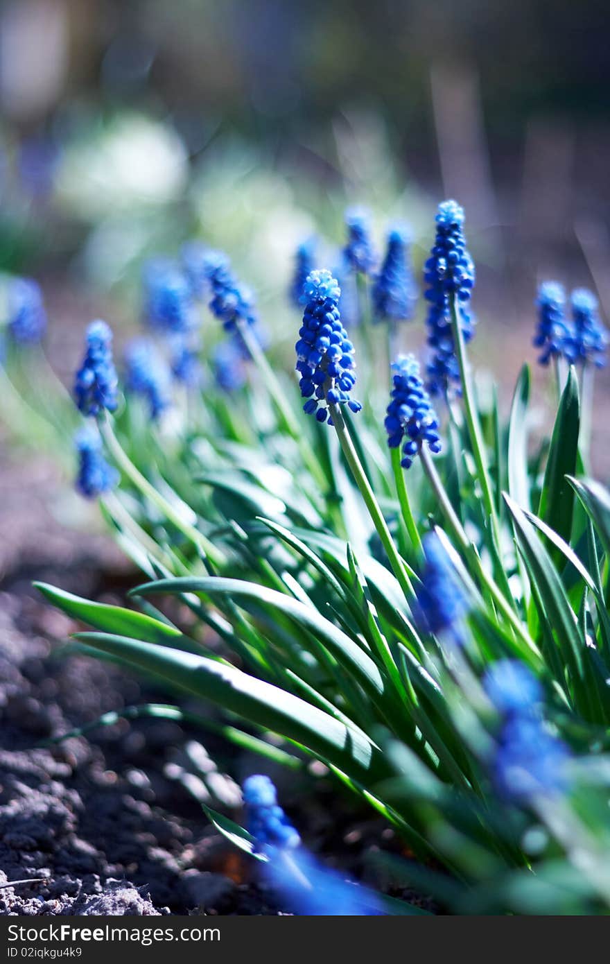 Spring young blue flowers on green stems