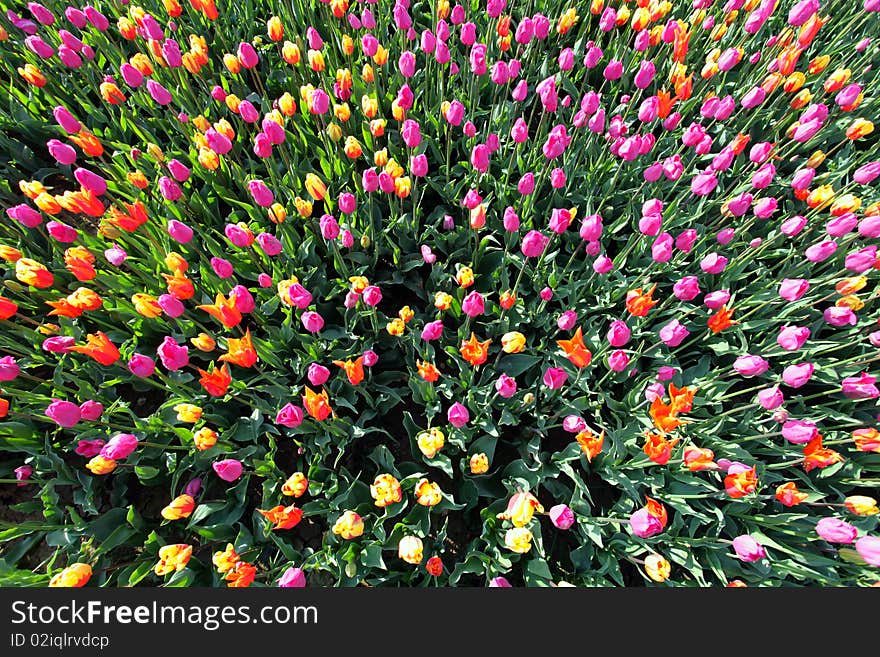 View of many colorful tulips from above