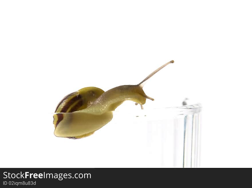 Snail. animal isolated on the white background