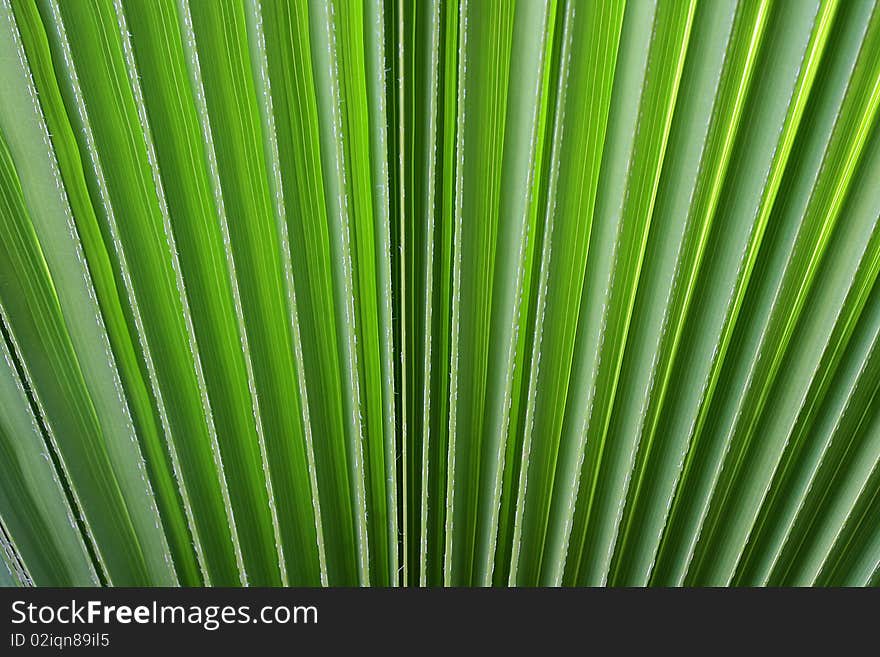 As a background - a green branch of a palm tree.