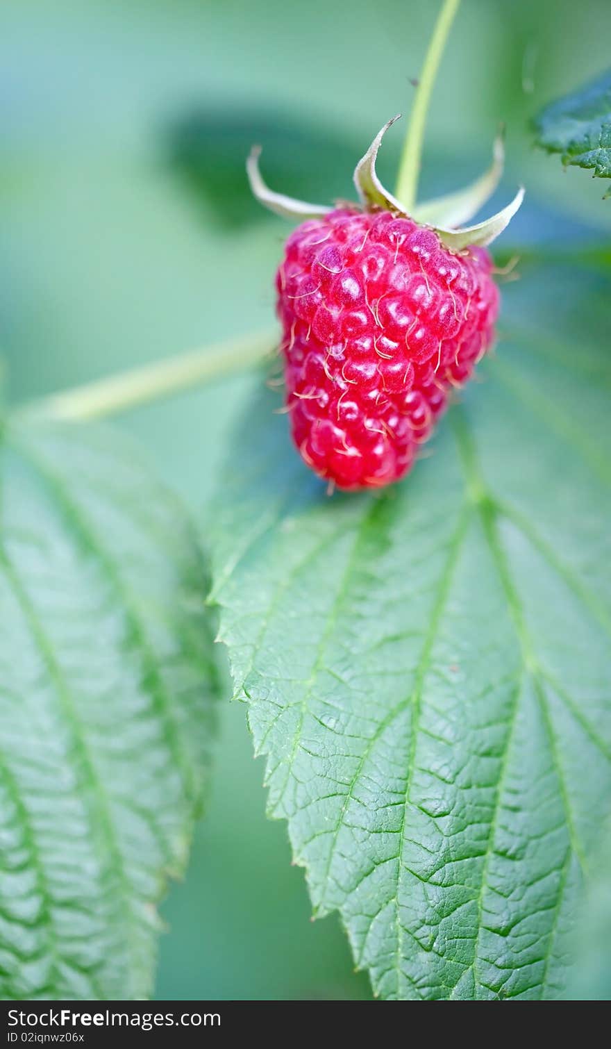 Raspberry