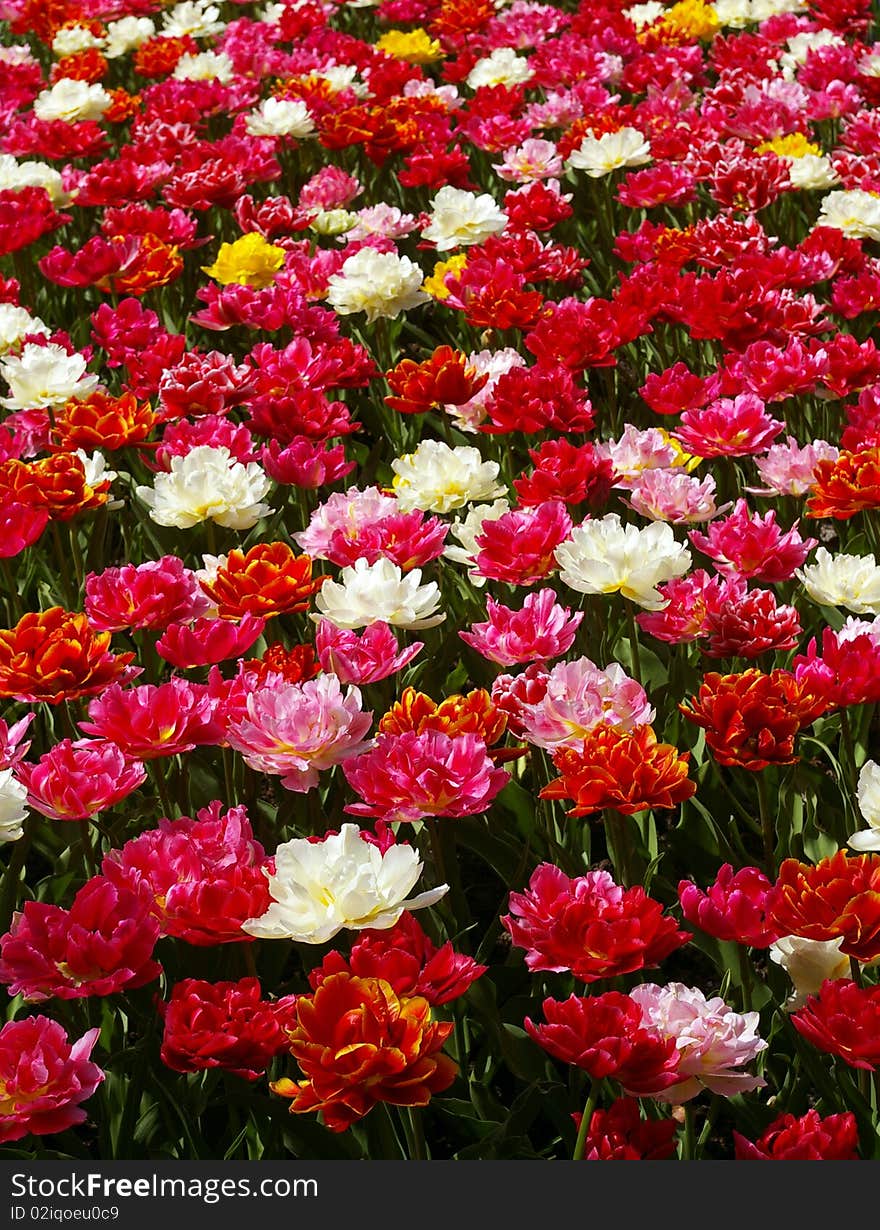 Red, pink, white tulips flowerbed.