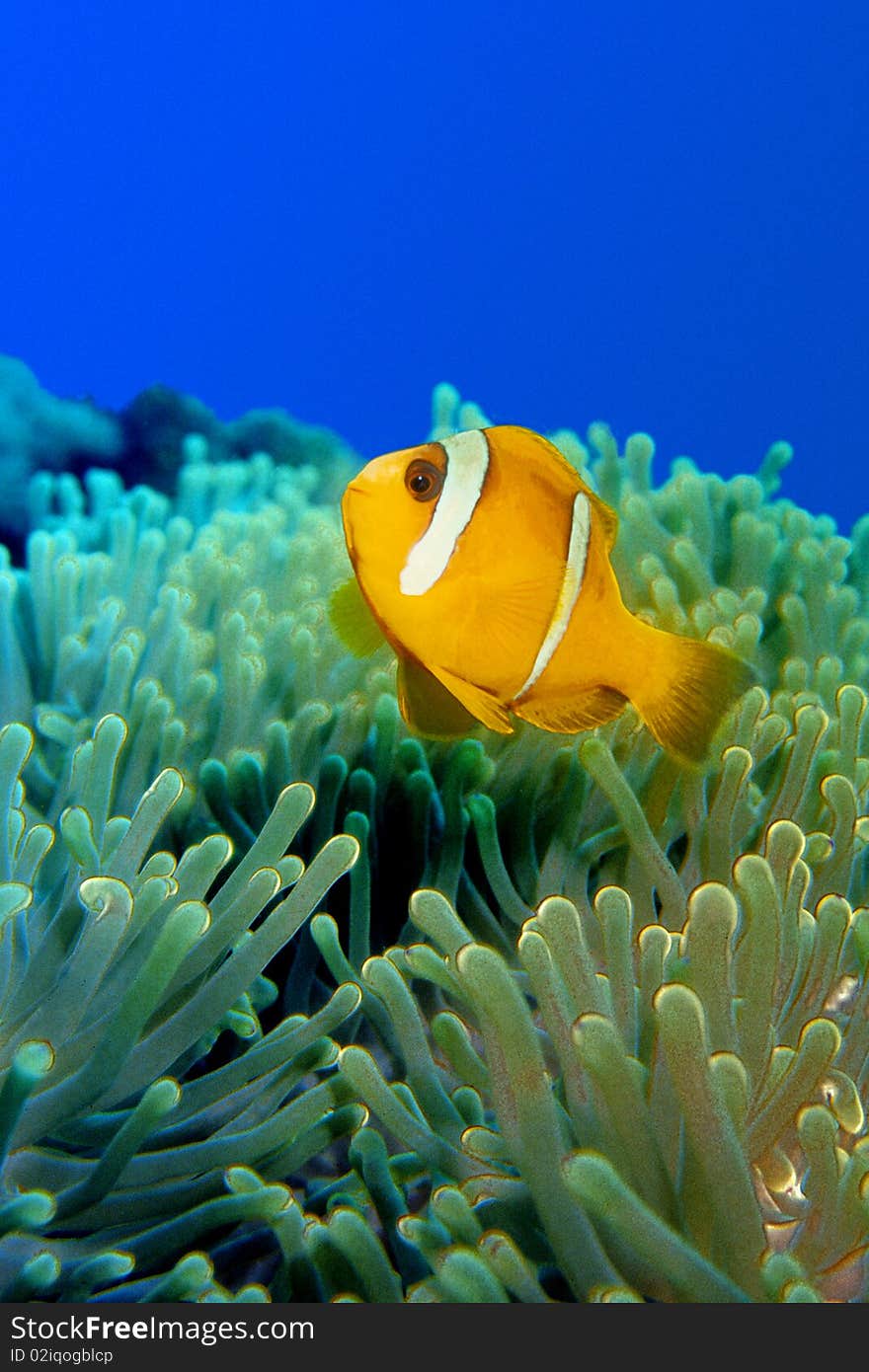 Clownfish Over Anemoni 0002