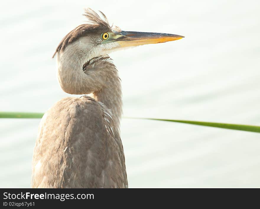 Heron portrait