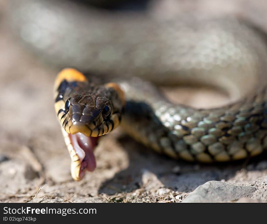 The Grass Snake