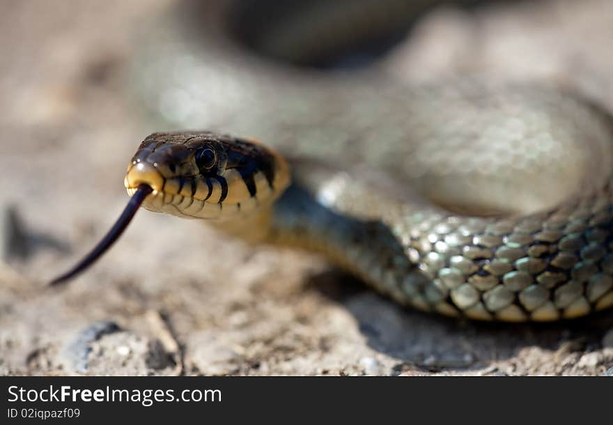 The grass snake