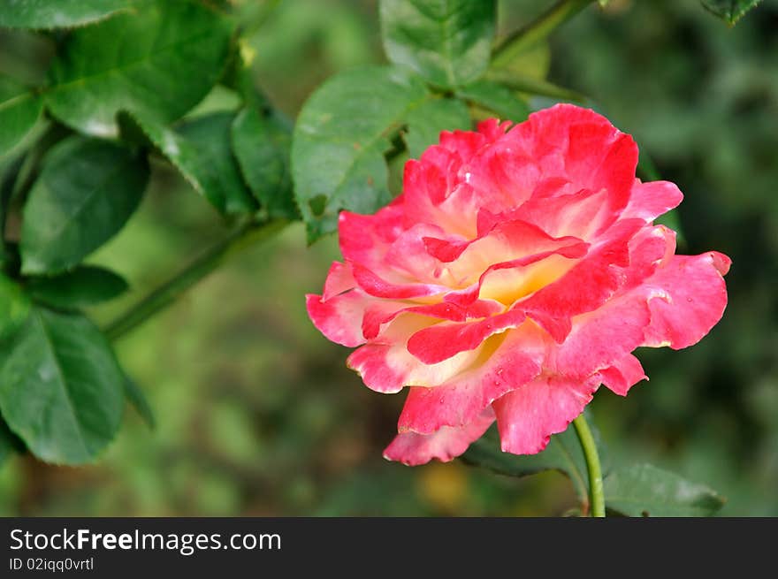 China rose with pink color