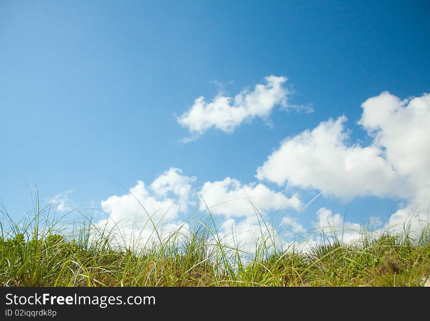 Grass And Sky Background