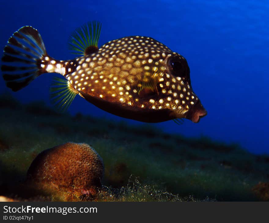 Smooth trunkfish