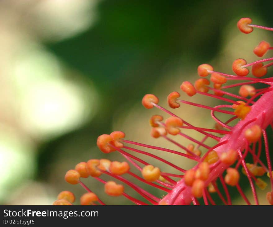 Close up of reproductive part of a flower of hibiscus. Close up of reproductive part of a flower of hibiscus