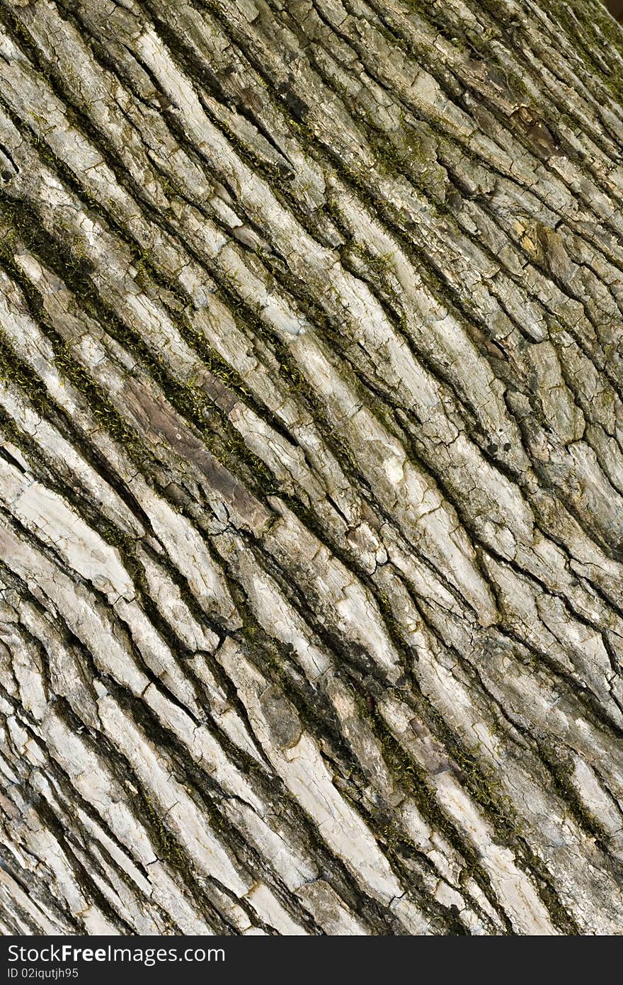 Mossy tree bark background