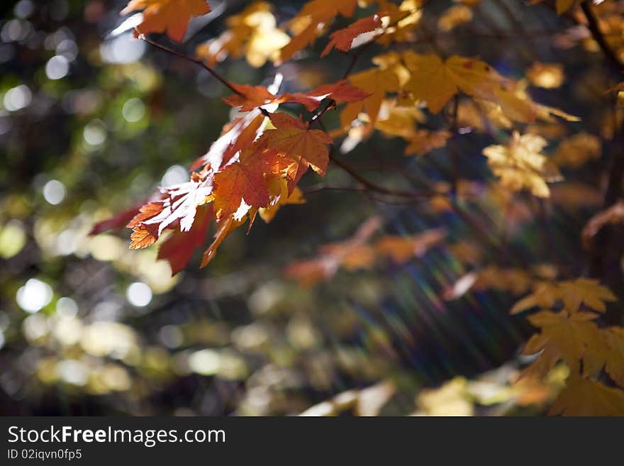 Rays of sun through autumn leaves