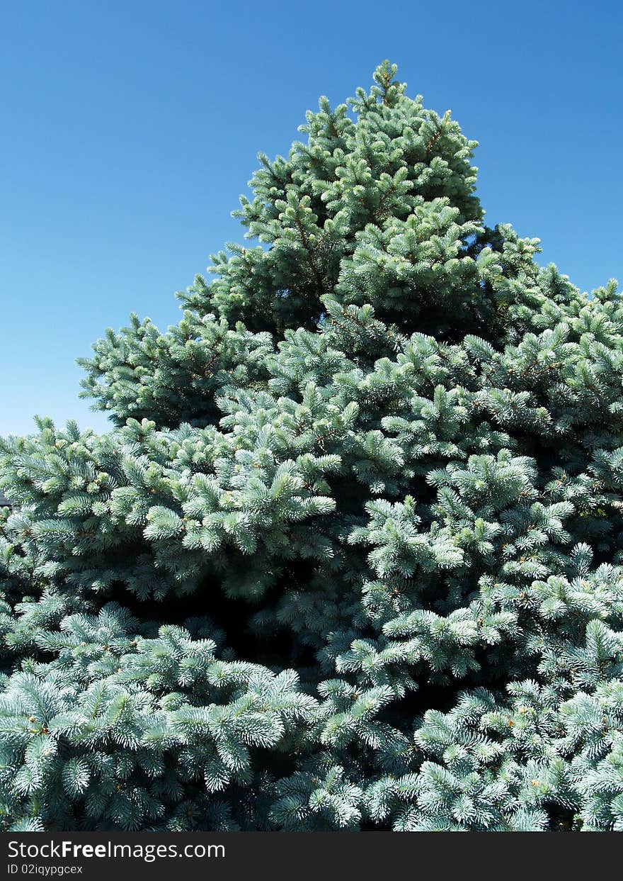 Ornamental silver blue spruce pine fir tree. North Carolina. Ornamental silver blue spruce pine fir tree. North Carolina