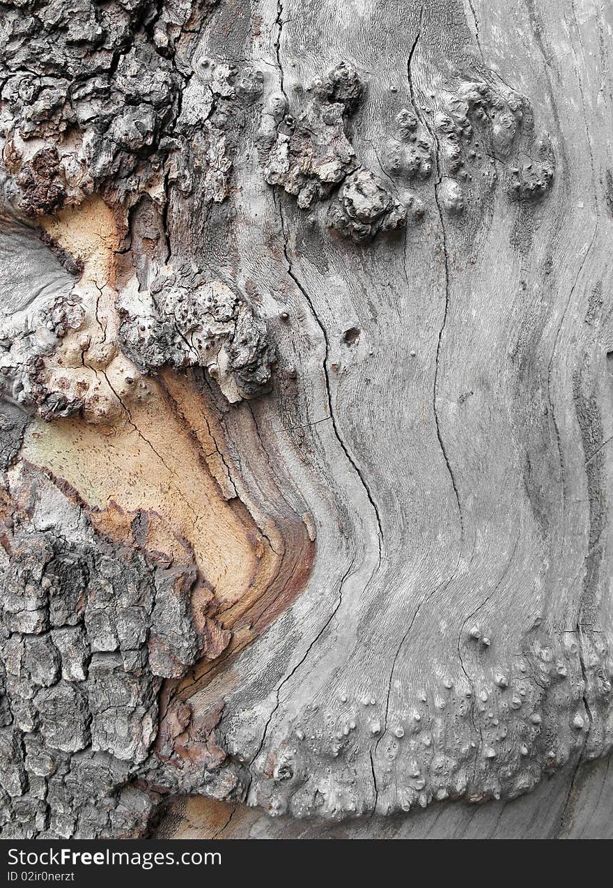 Close-up of old cycamore tree trunk. Close-up of old cycamore tree trunk