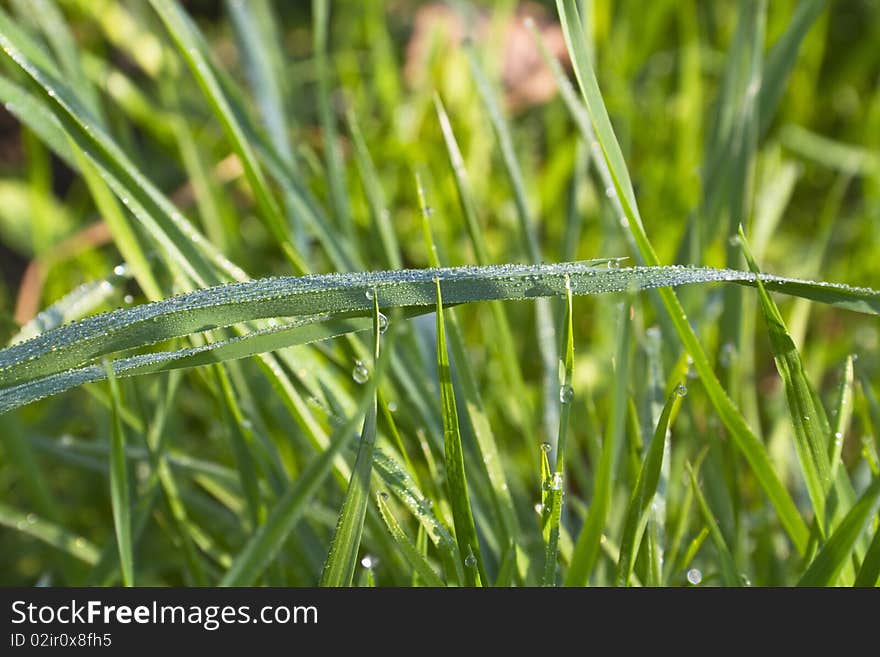 Dew on the green grass. Dew on the green grass