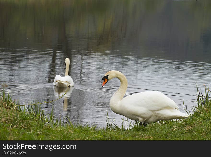 Swans on lake