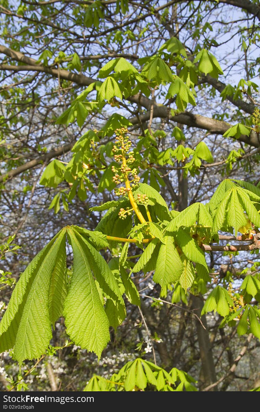 Blossom chestnut, green leaf, spring. Blossom chestnut, green leaf, spring