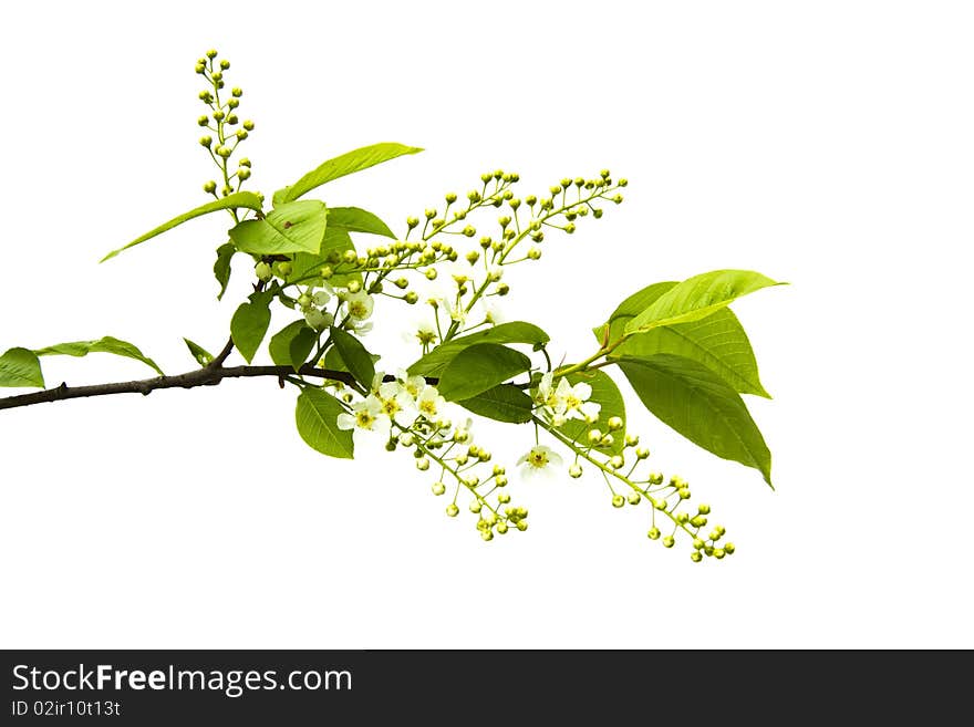 The cherry blossom branch, isolated