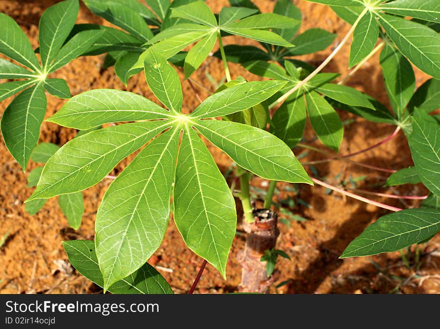 Green vegetable plant