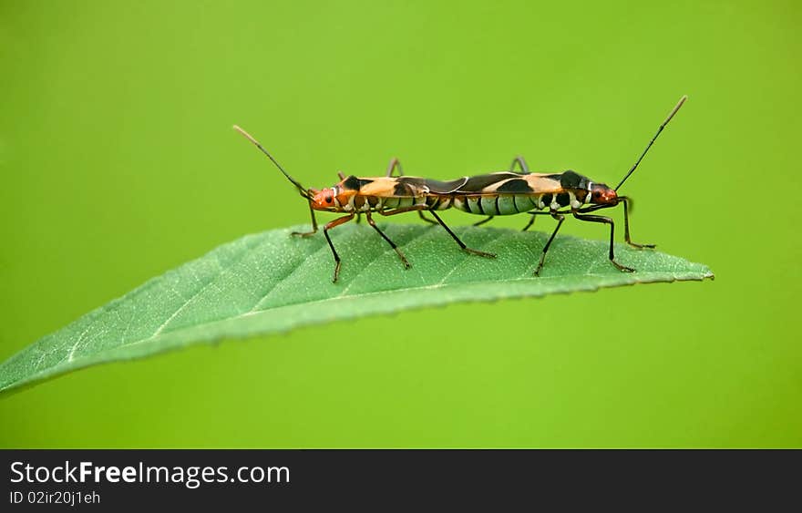 A couple of bugs mating on a leaf, shot in Costa Rica. A couple of bugs mating on a leaf, shot in Costa Rica