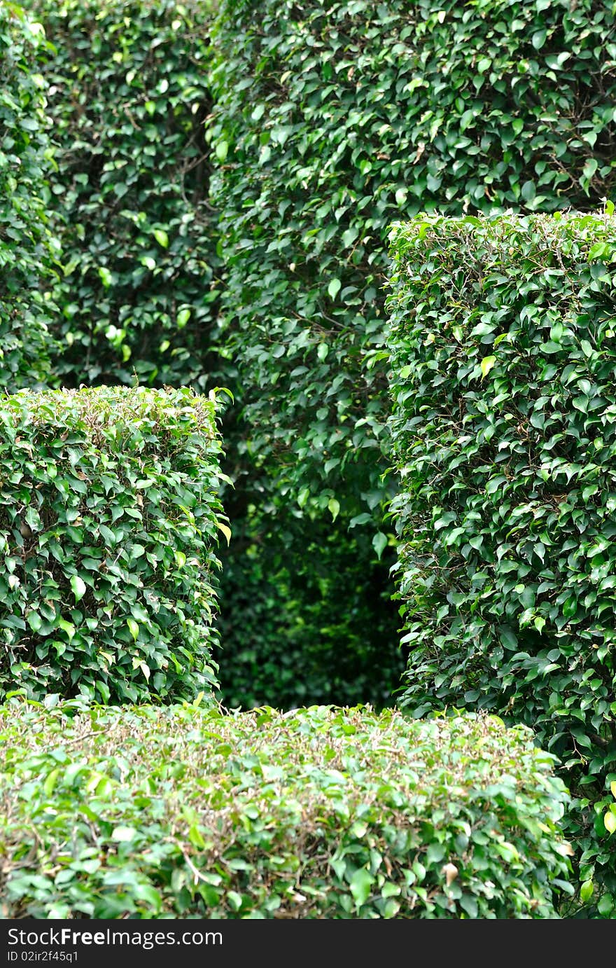 Pattern or design composed by green magnolia plant in garden, shown as interesting shape and texture. Present hiberarchy and third dimension. Pattern or design composed by green magnolia plant in garden, shown as interesting shape and texture. Present hiberarchy and third dimension.