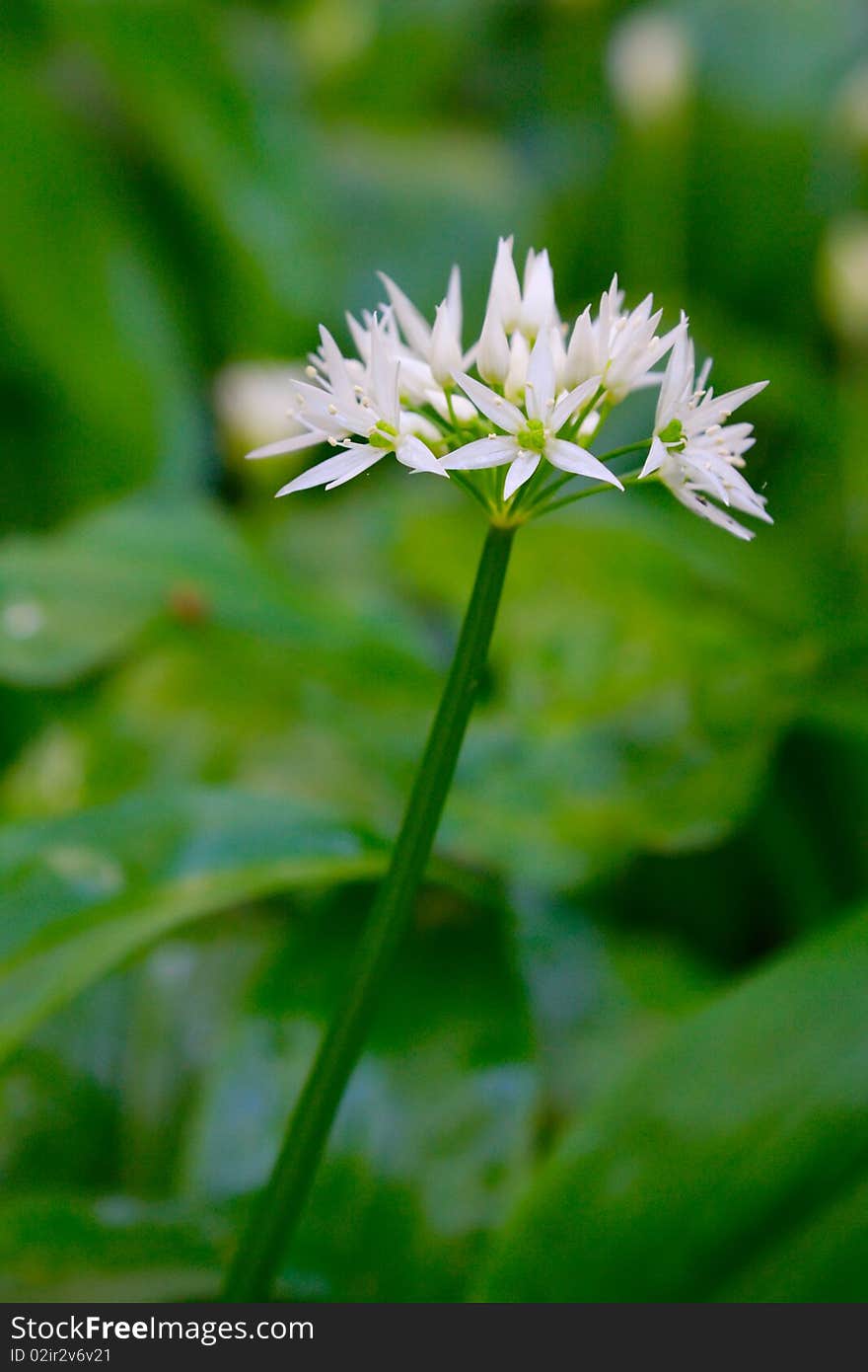 Wild white flower, shallow DOF