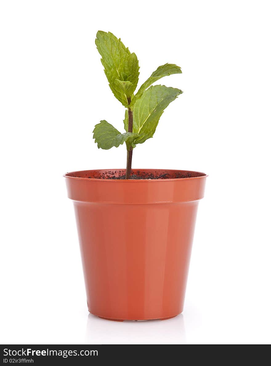 Gardening plant pot with new plant over white background. Gardening plant pot with new plant over white background