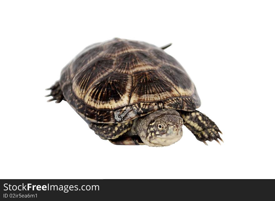 Turtle on a white background