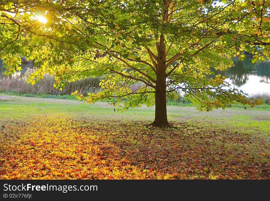 The sunset light shines through and around autumn leaves intensifying their colours. The sunset light shines through and around autumn leaves intensifying their colours.