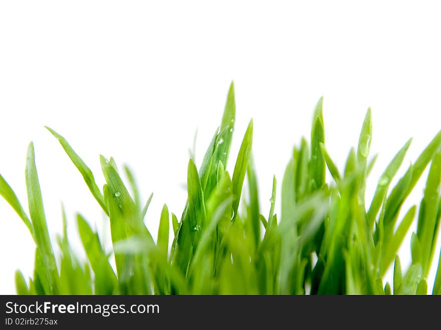 Close-up green grass isolated on white