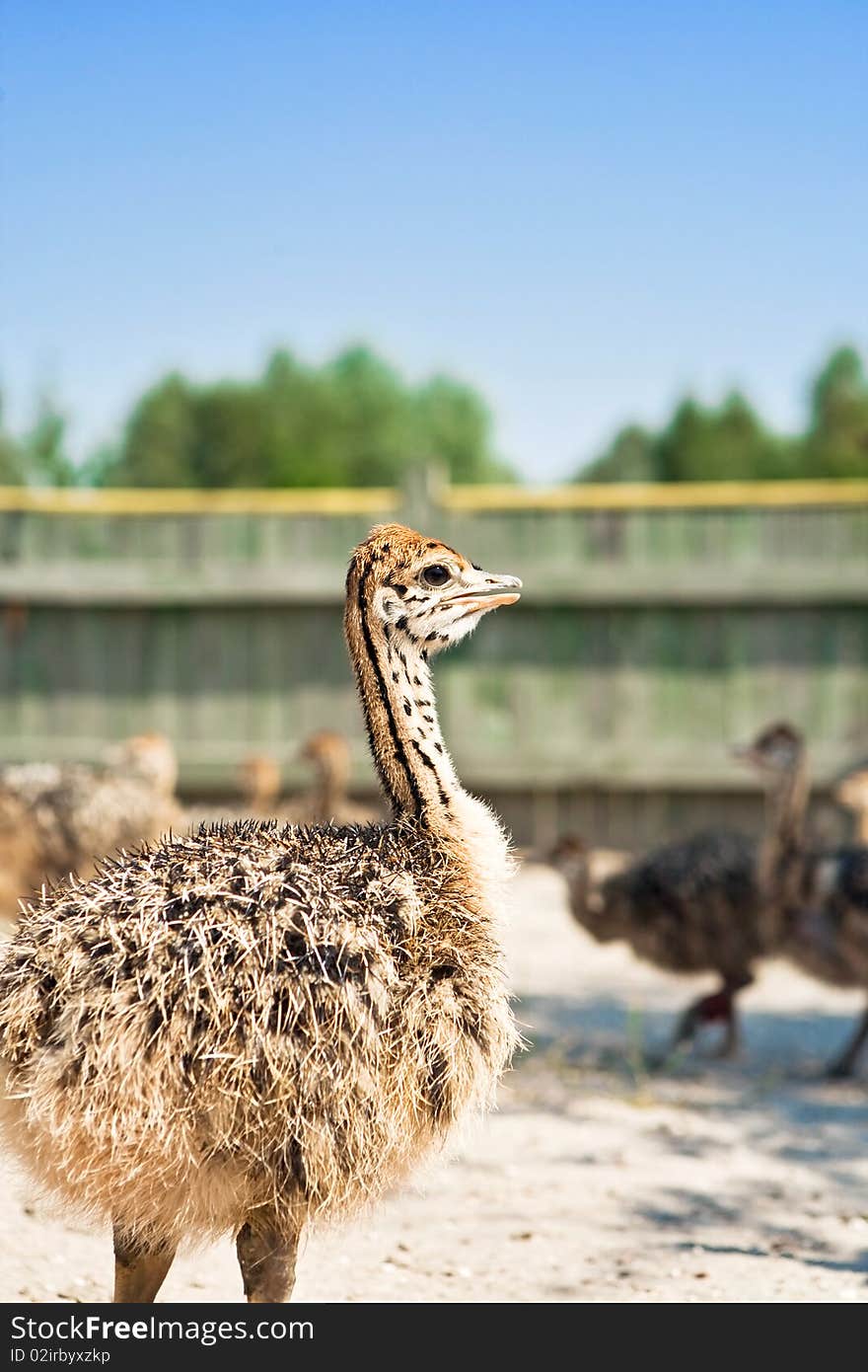 Young ostriches on the farm