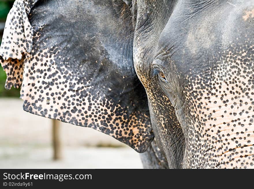 Elephant close up, Northern Thailand