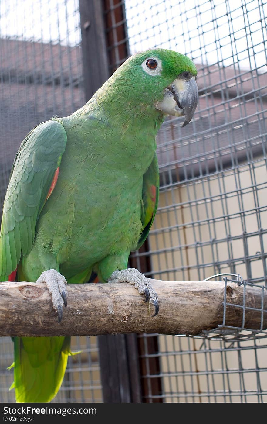 Beautifull green amazon parrot on a tree