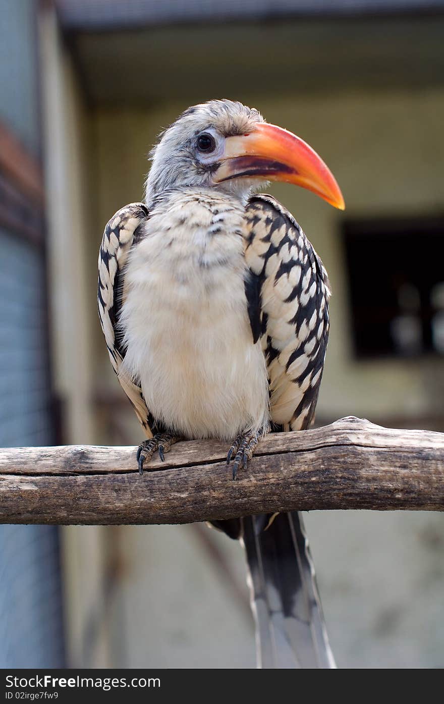 Hornbills (Bucerotidae). A Tockus erythrorhynchus