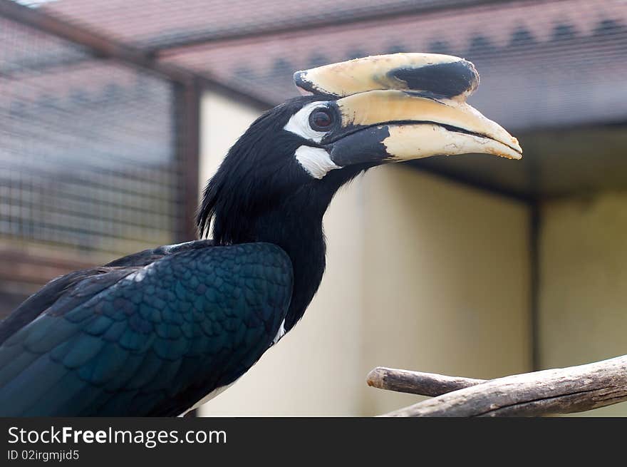 Black Hornbill. Portrait of a beautiful bird