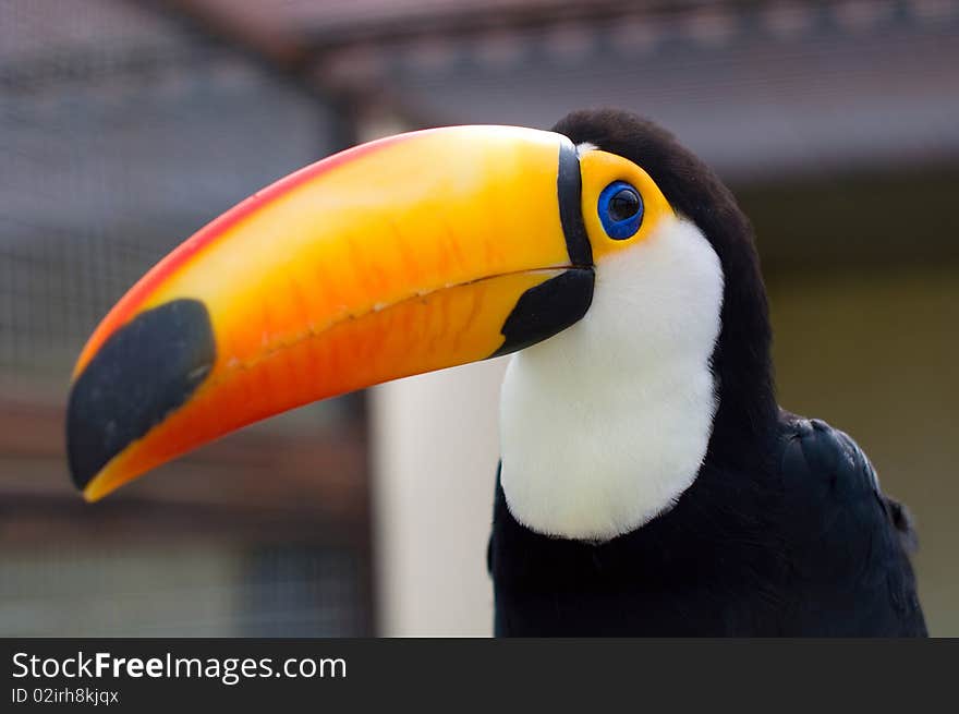 Toucans. Ramphastidae. Portrait of a beautiful bird