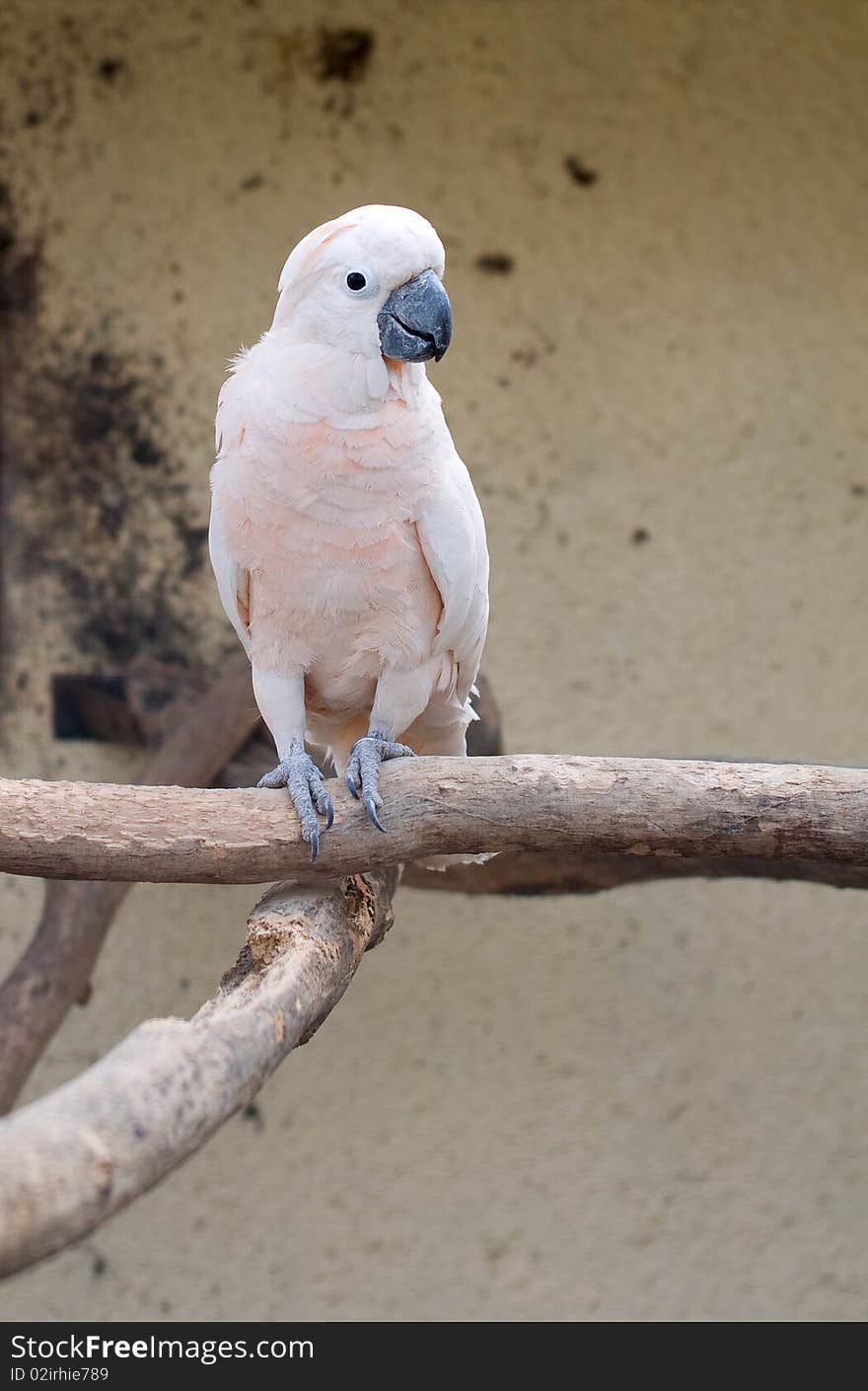 CACATUA MOLUCCENSIS. Portrait of a beautiful parrot