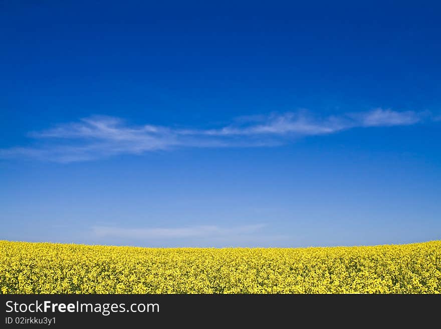 Field with yellow flowers and blue sky. Field with yellow flowers and blue sky