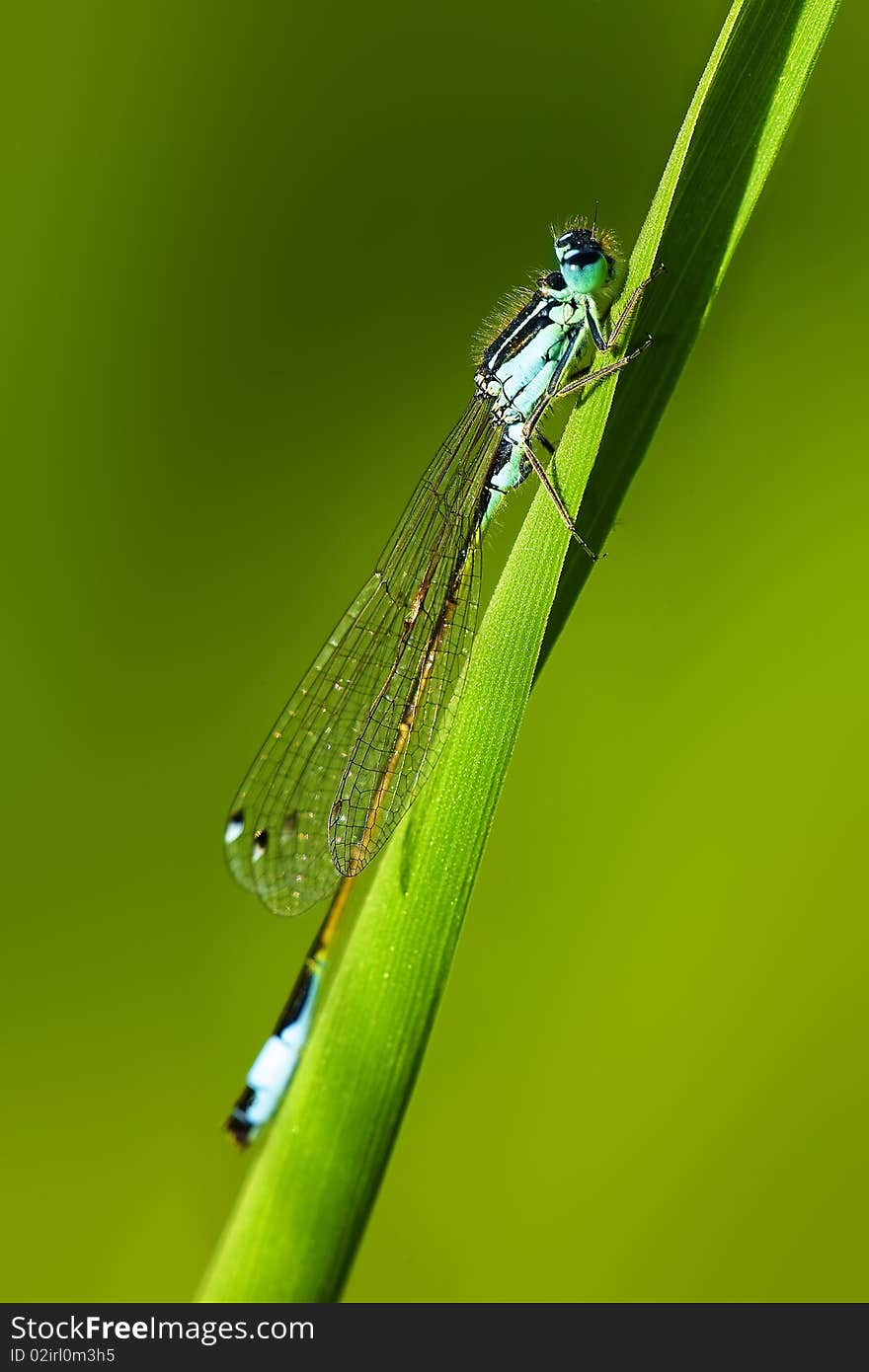 Dragonfly Resting On Grass