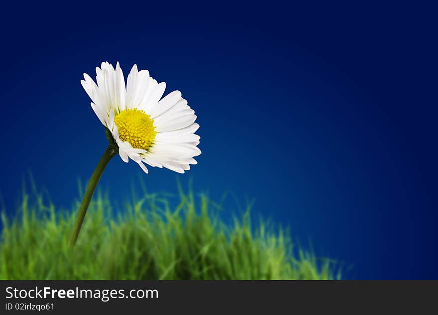 White daisy over deep blue sky. White daisy over deep blue sky