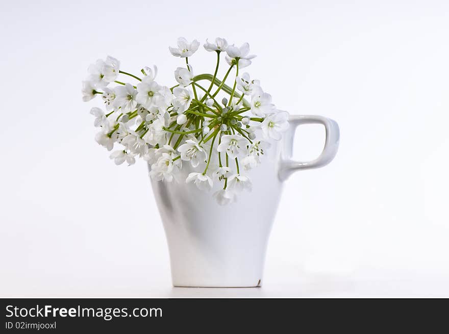 White Allium Flowers