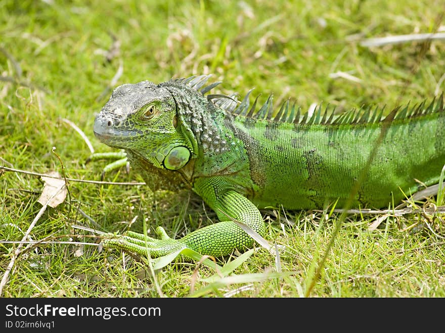 A green lizard on grass.