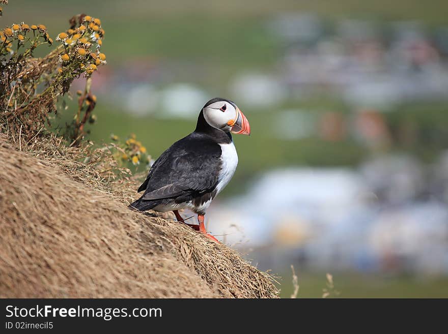 An Atlantic Puffin in Iceland. An Atlantic Puffin in Iceland